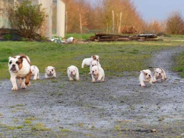 9 chiots bulldog anglais, 5 femelles et 4 mâles di pas cher