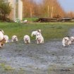 Annonce 9 chiots bulldog anglais, 5 femelles et 4 mâles di