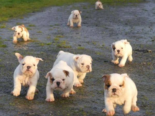 Annonce 9 chiots bulldog anglais, 5 femelles et 4 mâles di