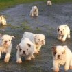 9 chiots bulldog anglais, 5 femelles et 4 mâles di occasion