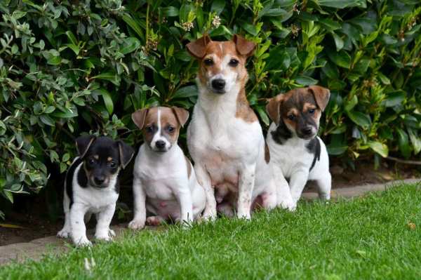 A donner chiots jack russe