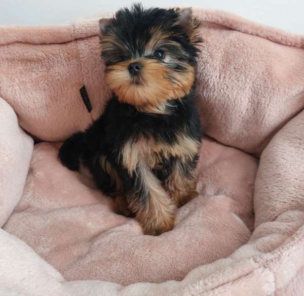 A r&eacute;server d&egrave;s maintenant, 3 chiots yorkshire