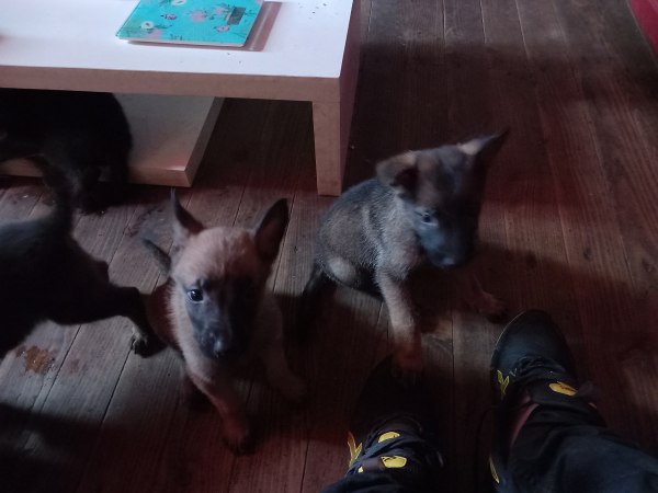 Vente A vendre chiot berger allemand  malinois