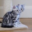 Vente Adorable chaton british shorthair