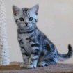 Adorable chaton british shorthair pas cher