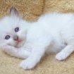 Adorable chaton sacré de birmanie pas cher