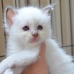 Adorable chaton sacré de birmanie