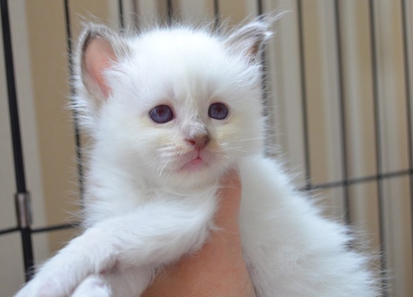 Adorable chaton sacré de birmanie