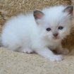 Adorable chaton sacré de birmanie