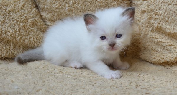 Adorable chaton sacré de birmanie disponible pour