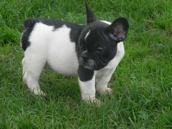 Adorable chiots bouledogue français pas cher