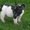 Adorable chiots bouledogue français