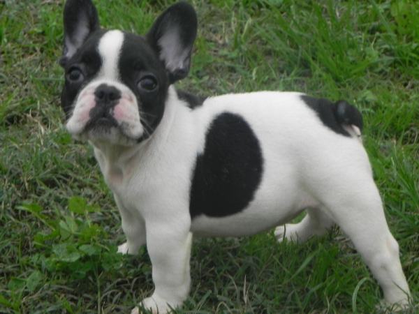 Adorable chiots bouledogue français