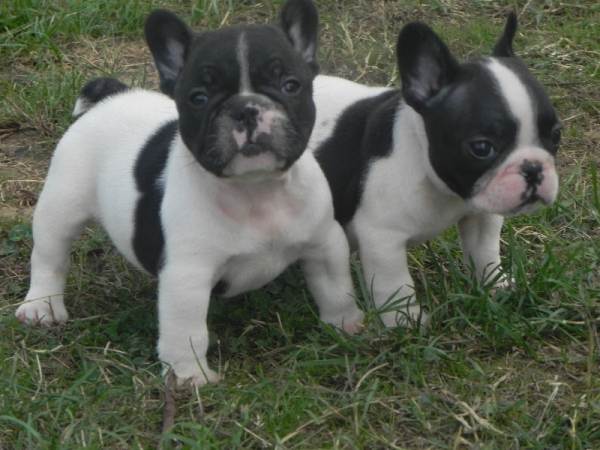 Vente Adorable chiots bouledogue français