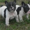 Adorable chiots bouledogue français