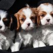 Adorables chiots cavalier king charles