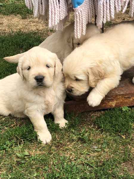 Adorables chiots goldens retrievers