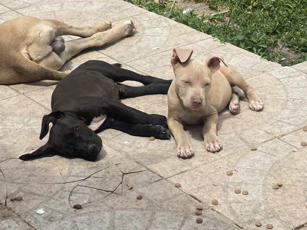 Annonce American  staffordshire