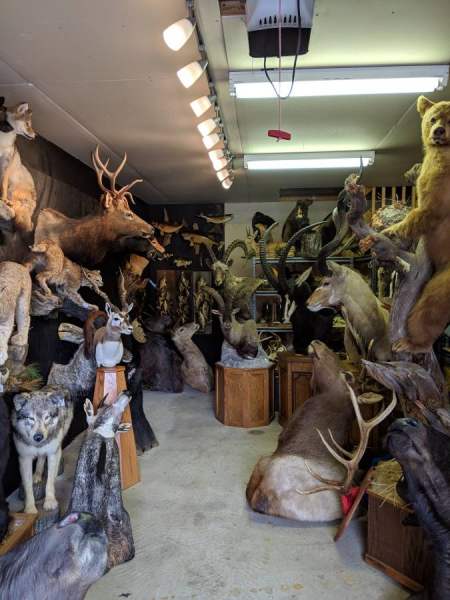 Annonce Animaux naturalis&eacute;s d'excellente qualit&eacute; disponibl