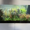 Aquarium juwel 125l, aquascaping planté et habité
