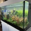 Aquarium juwel 125l, aquascaping planté et habité pas cher