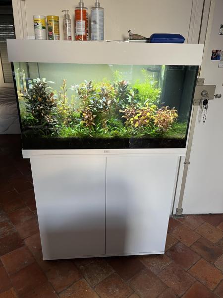 Aquarium juwel 125l, aquascaping planté et habité pas cher