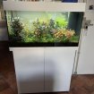 Annonce Aquarium juwel 125l, aquascaping planté et habité