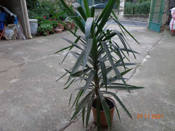 Arbuste yucca décoration jardin