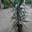 Arbuste yucca décoration jardin pas cher