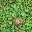 Bb tortues de terre