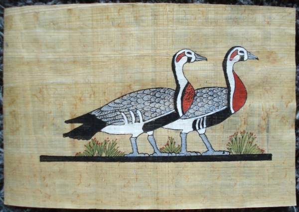 Beaux petits papyrus