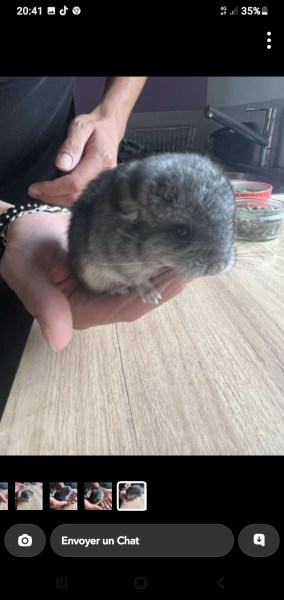 Bébé chinchilla gris foncé