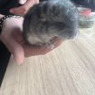 Bébé chinchilla gris foncé