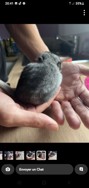 Vente Bébé chinchilla gris foncé