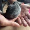 Bébé chinchilla gris foncé pas cher