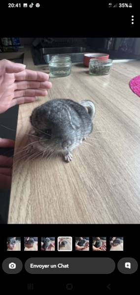 Bébé chinchilla gris foncé pas cher