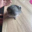 Annonce Bébé chinchilla gris foncé