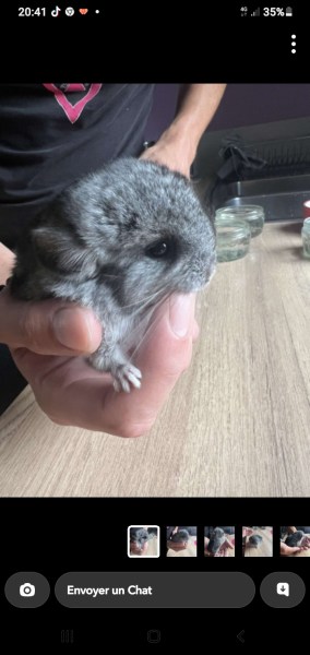 Annonce Bébé chinchilla gris foncé