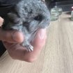 Bébé chinchilla gris foncé occasion