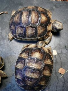 Bébé tortue de terre