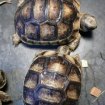 Bébé tortue de terre