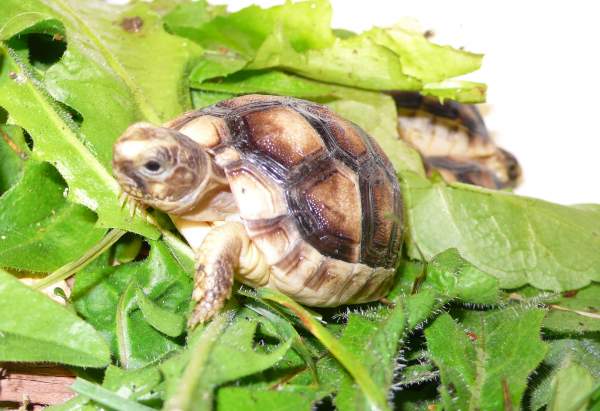 B&eacute;b&eacute; tortue de terre
