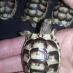Bébé tortue de terre occasion