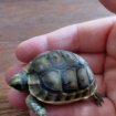 Bébé tortue greaca pas cher