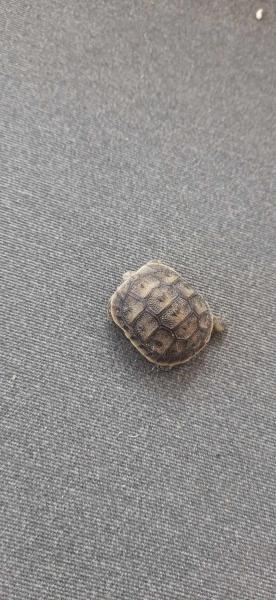 Bébé tortue grecque de naissance pas cher