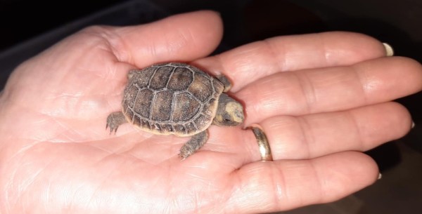 Bébé tortue grecque de naissance