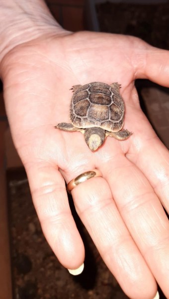 Vente Bébé tortue grecque de naissance