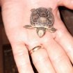 Bébé tortue grecque de naissance pas cher