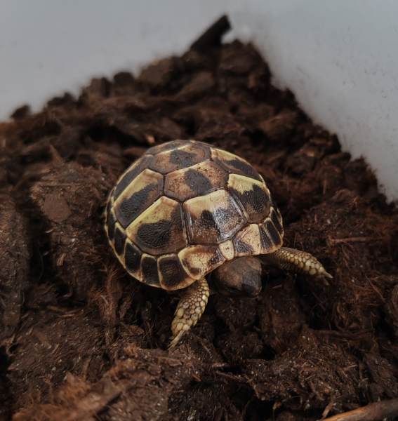 Bebe tortue hermann