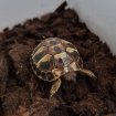 Bebe tortue hermann